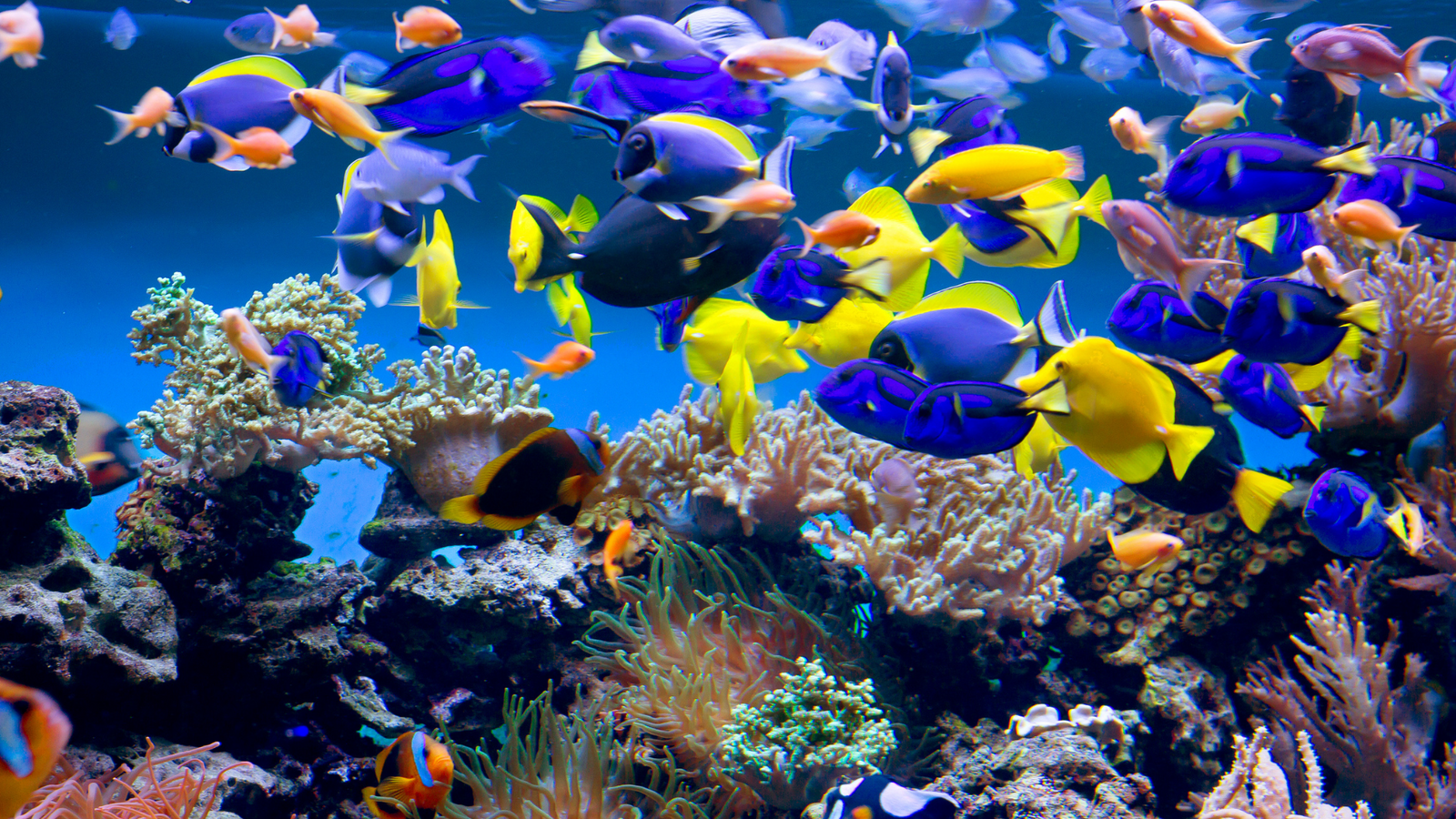 The Role of CO2 in Aquarium Upkeep