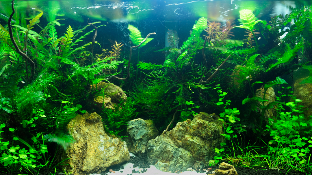 How to Increase CO2 Levels in Your Aquarium